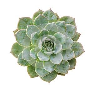 Ghost plant succulent isolated.Top view.