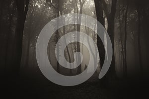 Ghost silhouette in dark mysterious forest with fog on Halloween