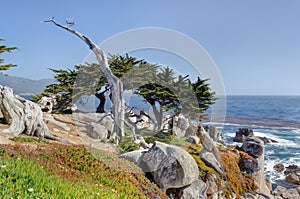 The Ghost Tree at 17 Mile Drive