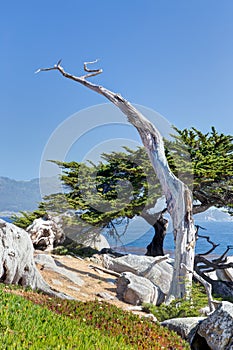 The Ghost Tree at 17 Mile Drive