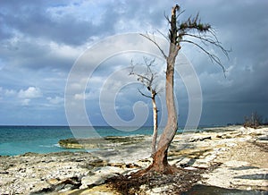 The Ghost Tree