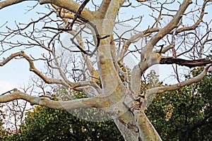 Ghost tree clicked from Tadoba