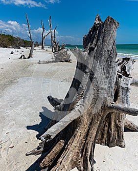 Ghost Tree on Lovers Key Beach