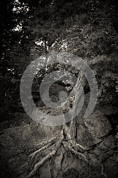 Ghost Tree in nature