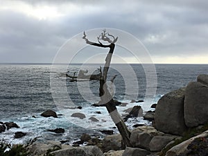 Ghost Tree, Pescadero Point, Carmel, California, USA