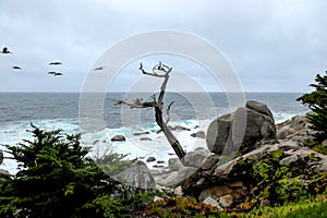 The ghost trees at Pescadero Point