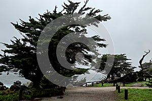 The ghost trees at Pescadero Point