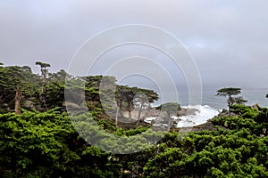 The ghost trees at Pescadero Point