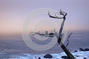 Ghost trees at pescadero point in pebble beach, california