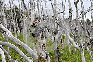 Ghost tuckamore forest