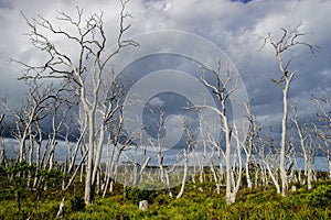 Ghostly dead trees under dramatic skies in the Otways in Australia