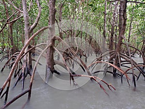 Ghostly mangroves, East Point Reserve, Darwin, Australia