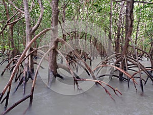 Ghostly mangroves, East Point Reserve, Darwin, Australia photo