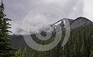 A ghostly mountain forest. Tranquil meditative misty landscape with pointed fir tree tops, Lake Louise, Banff, Canada