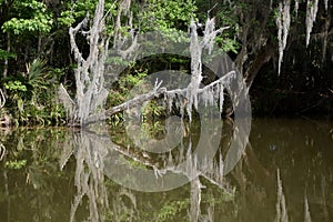 Ghostly Reflections in the Waters of the Bayou