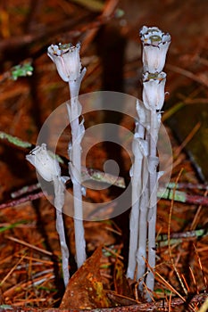 Ghostly White Flowers in the Forest photo
