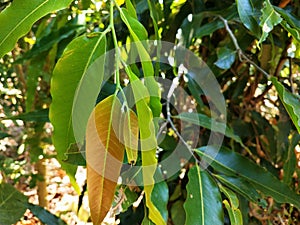 ghreen pine tree leaves