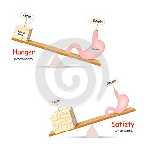 Ghrelin and Leptin. Balance hormones that regulate Hunger and Satiety