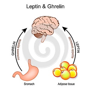 Ghrelin and leptin. hormones that regulate appetite