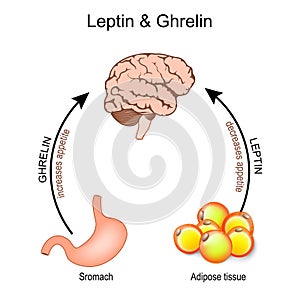 Ghrelin and leptin. hormones that regulate appetite photo