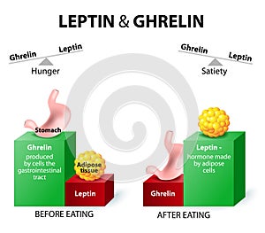 Ghrelin and leptin