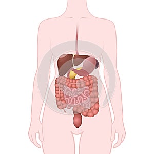 GI tract organs