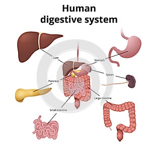 GI tract organs