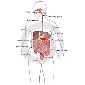 GI tract organs photo