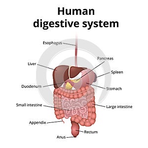 GI tract organs