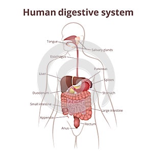GI tract organs