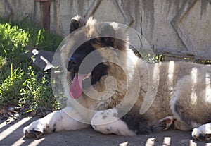 Gian dog wth long tongue relaxing in the garden