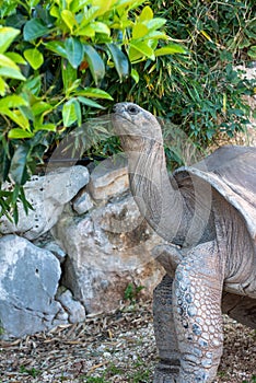 Gian Turtle From Seichelles Islands In Summer