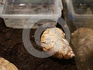 A giant Achatina snail on the brown ground in a terrarium near a container of water.