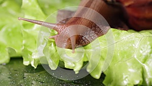 Giant Achatina snail crawling on a green lettuce leaf, close-up, selective focus. Snail in nature. Snail feeding