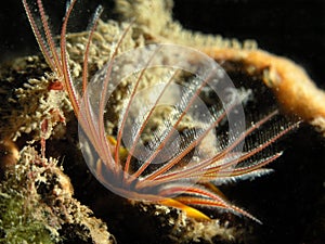 Giant Acorn Barnacle