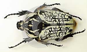 Giant african beetle Goliathus orientalis female from Congo. Cetoniidae.