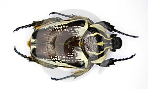 Giant african flower beetle Goliathus goliathus female. Isolated. Cetoniidae. Coleoptera
