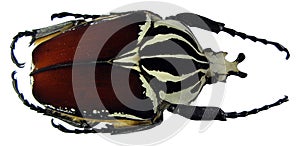 Giant african flower beetle Goliathus goliathus. Isolated on white. Cetoniidae. Coleoptera