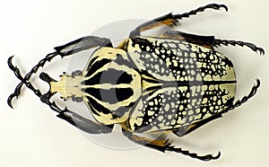 Giant african flower beetle Goliathus orientalis isolated. Collection beetles.