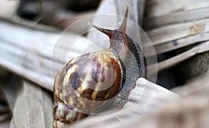 Giant African land snail