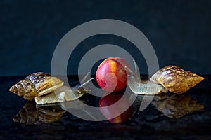 Giant African land snail