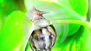 Giant African Land Snail