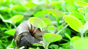 Giant African Land Snail