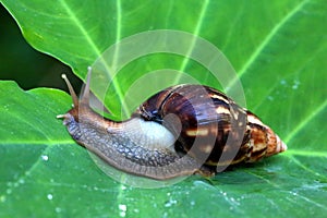 Giant African Land Snail