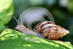 Giant African Land Snail