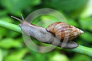 Giant African Land Snail