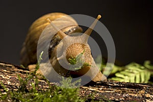 Giant african land snail
