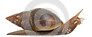 Giant African land snail, Achatina fulica, 5