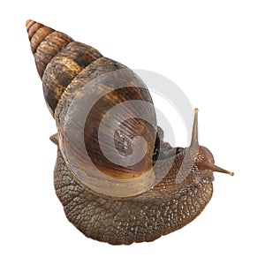 Giant African land snail, Achatina fulica, 5 months old