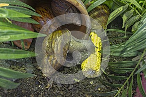 Giant African land snail Achatina fulica eating corn